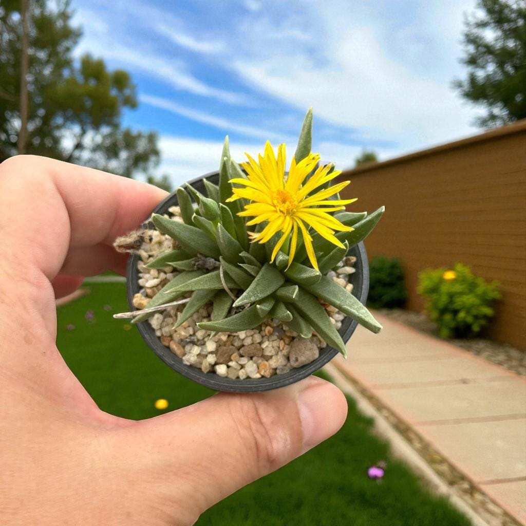 Chunky Split Rock Succulent: Unique Texture, Easy Care Indoor Plant