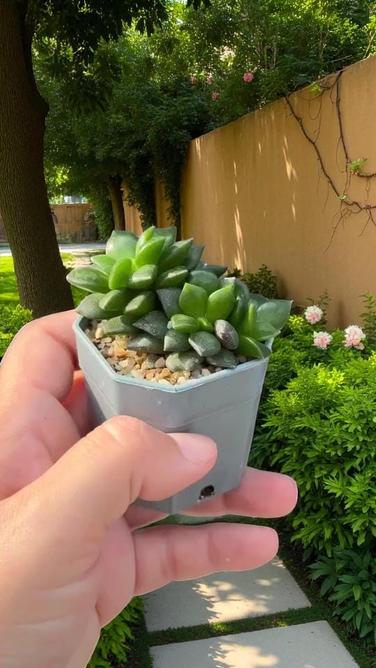 Colorful Trailing Succulent: Easy Care Indoor Houseplant