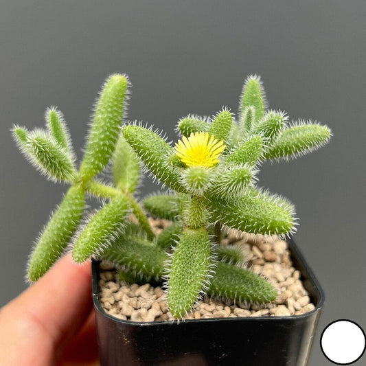 2 Snowflake Succulent Plants: Fuzzy Leaf Indoor Houseplant