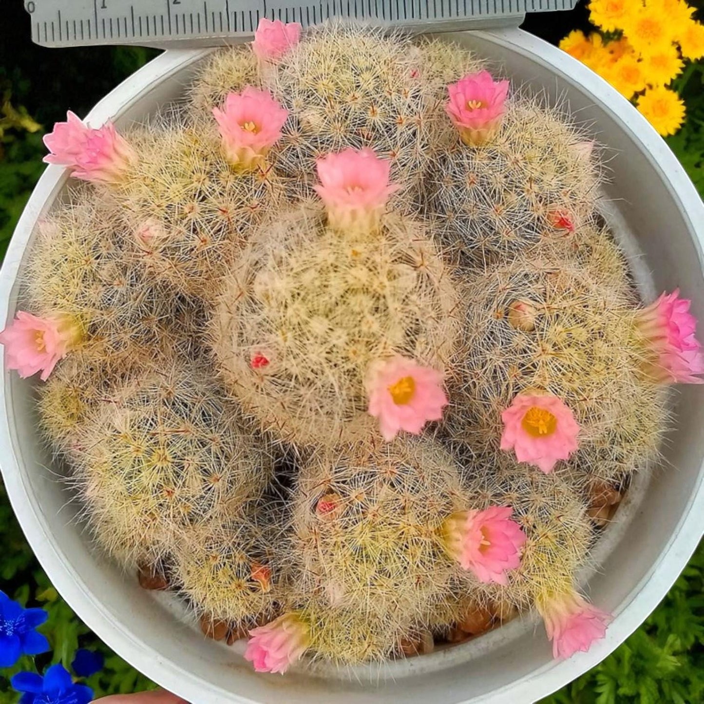 Cluster Cactus Plant: Live Indoor Succulent, Easy Care Home Decor