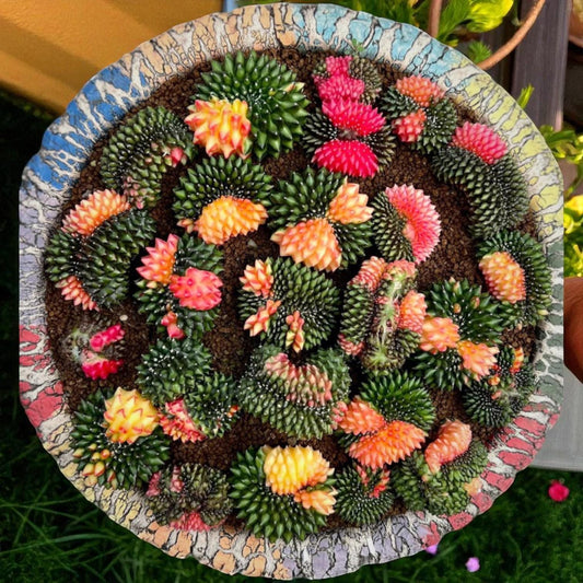 Alternate Angle of Variegated Cactus Plants, Colorful Indoor Succulent Duo, Easy Care Mini Houseplant Gift, Desk Decor Plant, highlighting its cactus look and listing presentation