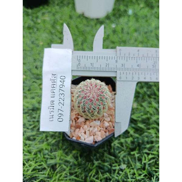 Rainbow Succulent Seedlings: Colorful Live Baby Plants