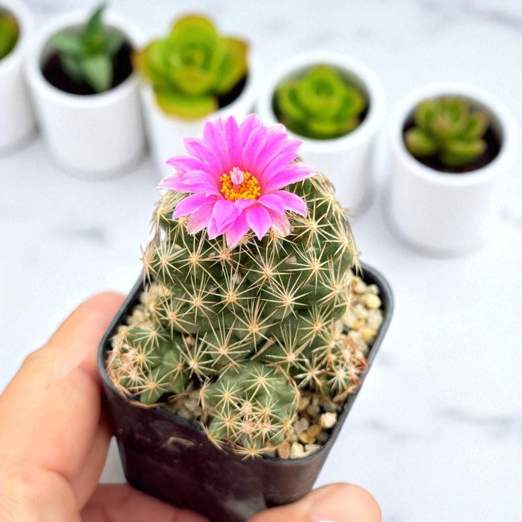 Christmas cactus live plant, Elephant Cactus Plant Set: Unique Mini Indoor Succulents