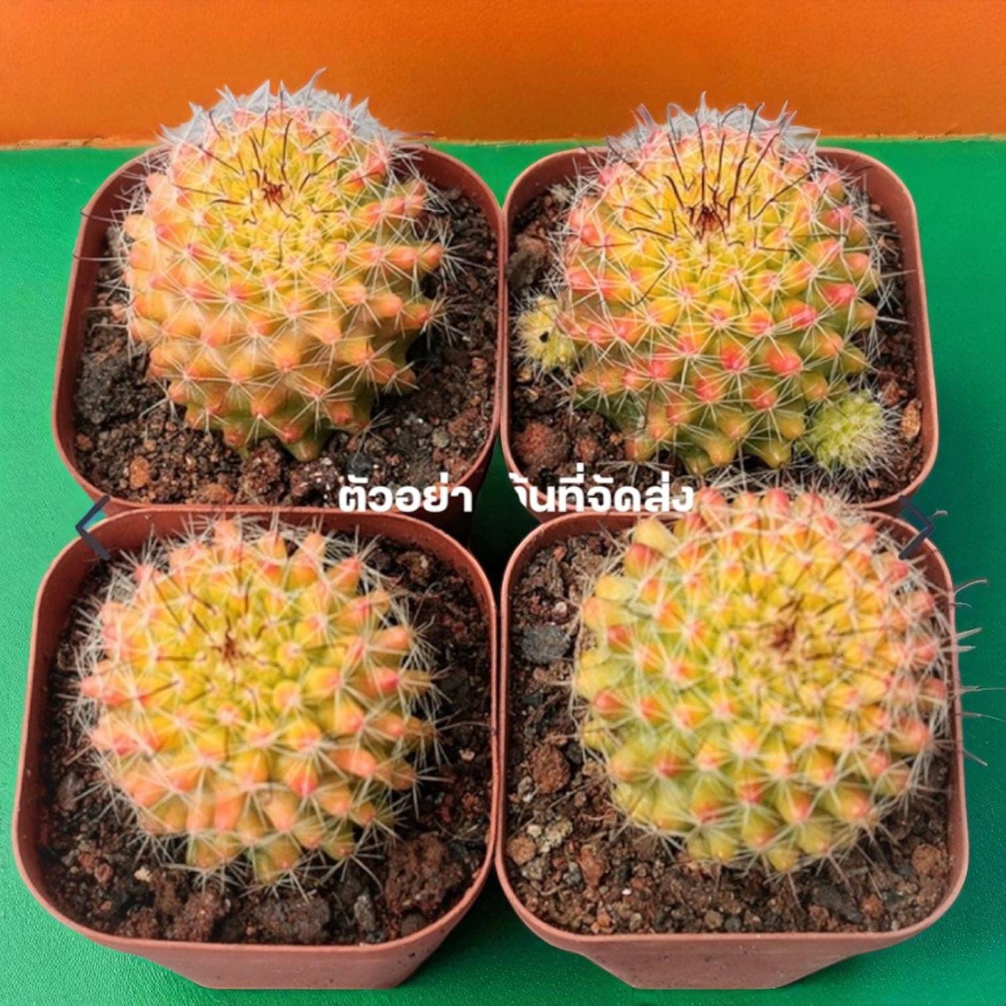 Red Namaru Spider Cactus easy care desk plant in small square pots, colorful red-tipped spines, indoor low maintenance cactus