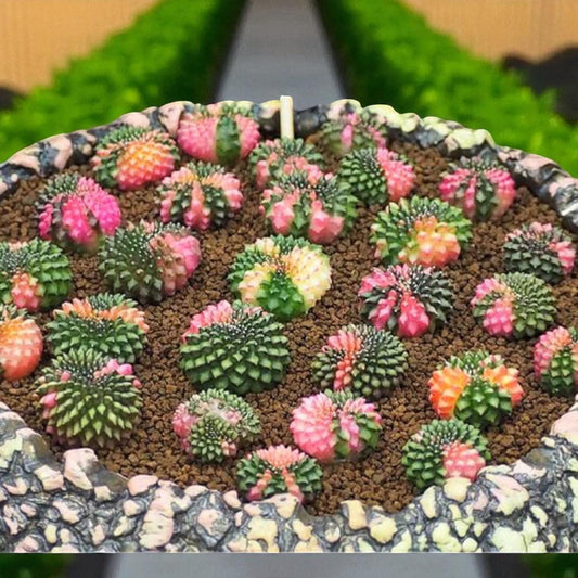 Alt Tag: 2 variegated cactus plants indoor succulent gift, colorful pink green variegated cacti in decorative pot, easy care indoor succulents