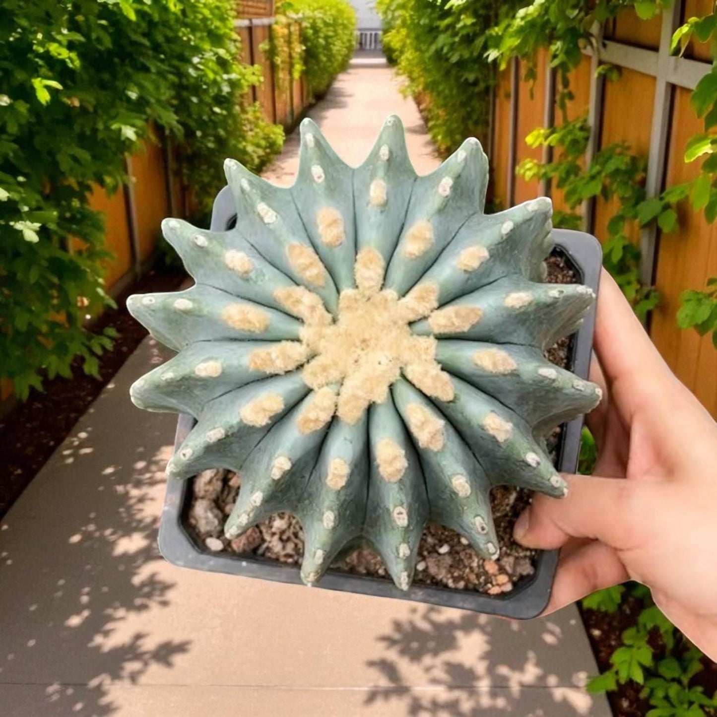 thornless round cactus indoor succulent in pot, smooth round star-shaped cactus plant for easy-care indoor decor and gifting