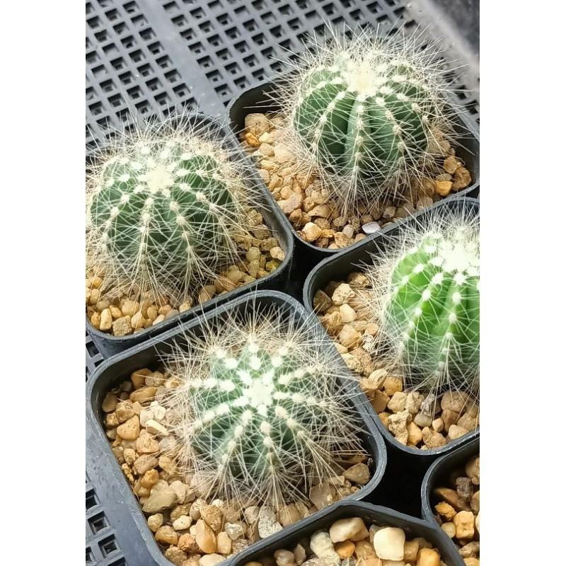 Silver Starfruit Succulent: Easy Care Indoor Plant