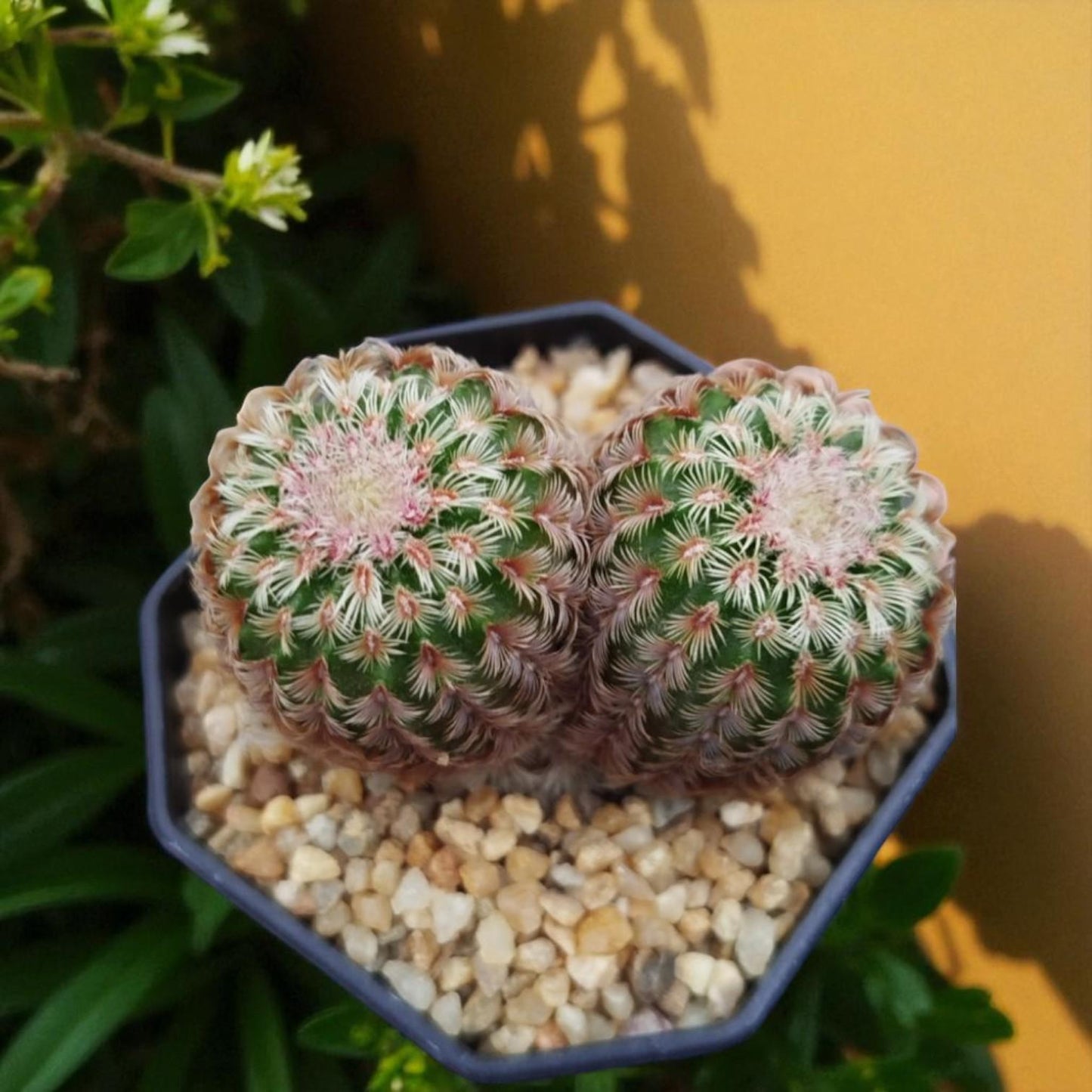 Size reference — Rainbow Twins Succulent Plant | Cacti Nest