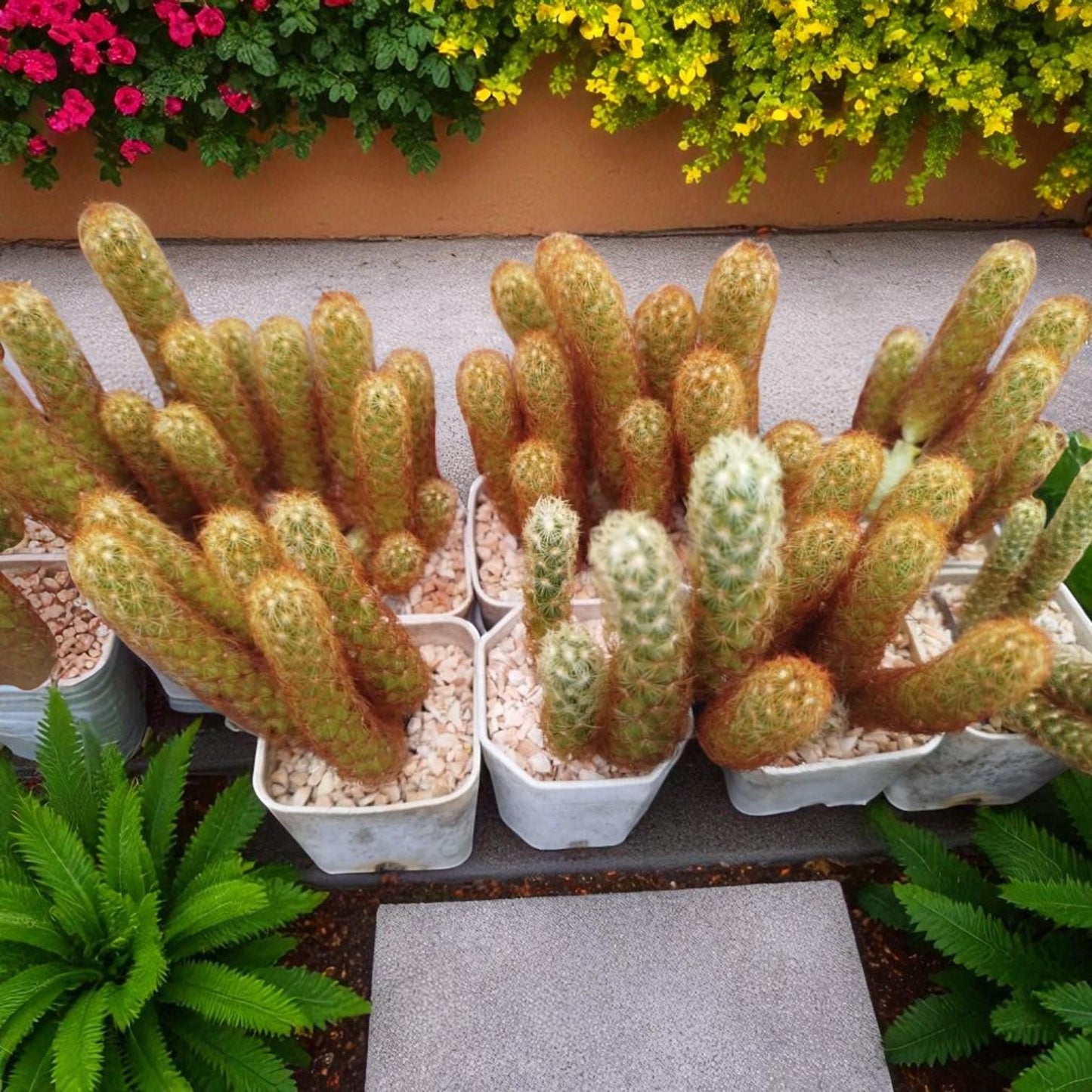 golden finger succulent live indoor plant in pots with golden cactus stems, easy care cactus gift for home decor