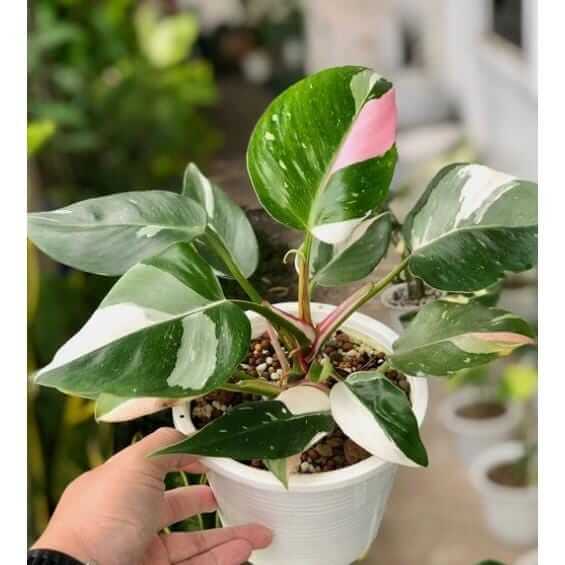 philodendron pink princess plant decorative indoor tropical houseplant
