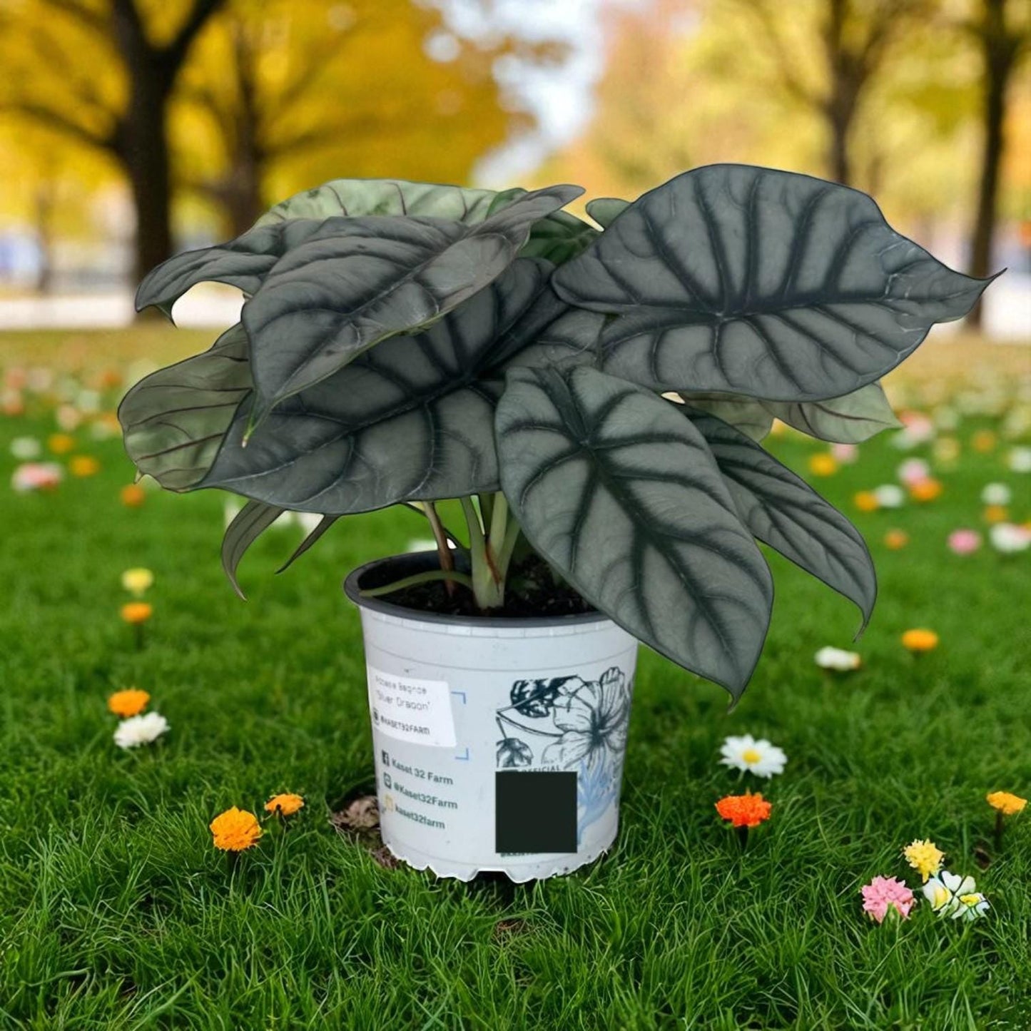 Alt Tag: silver leaf plant corms potted variegated starter bulbs with green and white patterned leaves, easy care indoor houseplant
