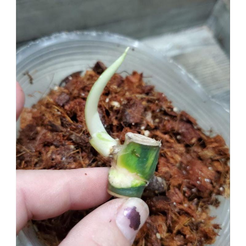 Alt Tag: mint green variegated leaf cutting rooted plant starter in potting medium, close-up of sprouting node