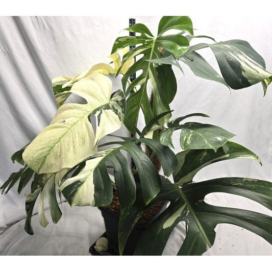 Alternate Angle of Mint Green Variegated Leaf Cutting: Rooted Indoor Plant Starter, highlighting its houseplant look and listing presentation