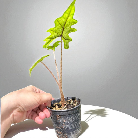 Alternate Angle of Green Patterned Leaf Plant Starter Corm: Easy Care Houseplant, highlighting its houseplant look and listing presentation