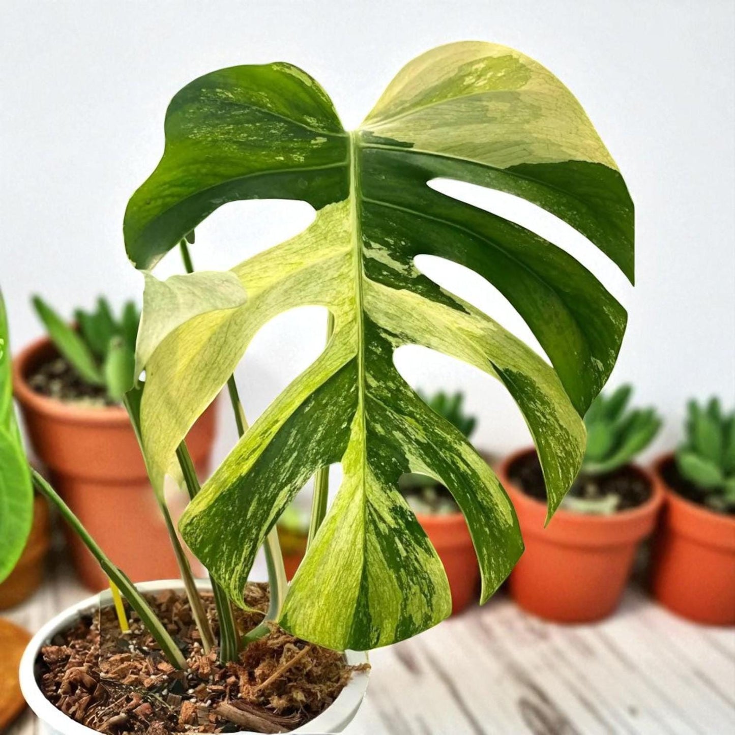 live lime leaf plant cutting with roots with variegated split leaf foliage in pot, indoor/outdoor houseplant starter