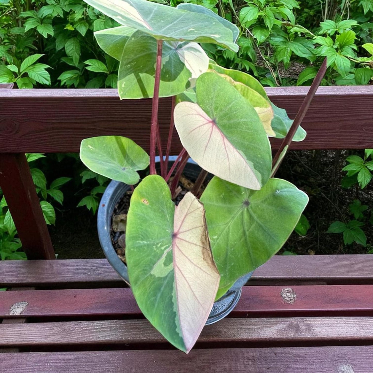 Colocasia pink sapphire Black Velvet Pink Leaf Plant Starter