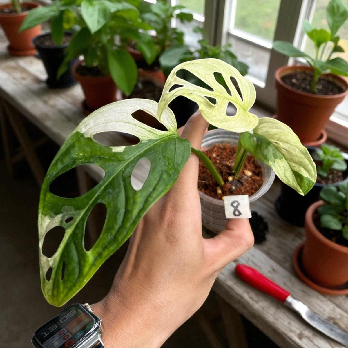 Secondary angle — Swiss Cheese Plant Cutting | Cacti Nest