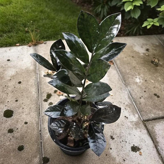 Alternate Angle of Black ZZ Plant: Glossy Leaf Cutting, Easy Care Indoor Plant, highlighting its zz plant look and listing presentation