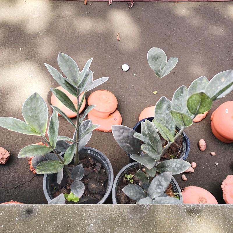 black zz plant live indoor plant rare dark foliage zz plant