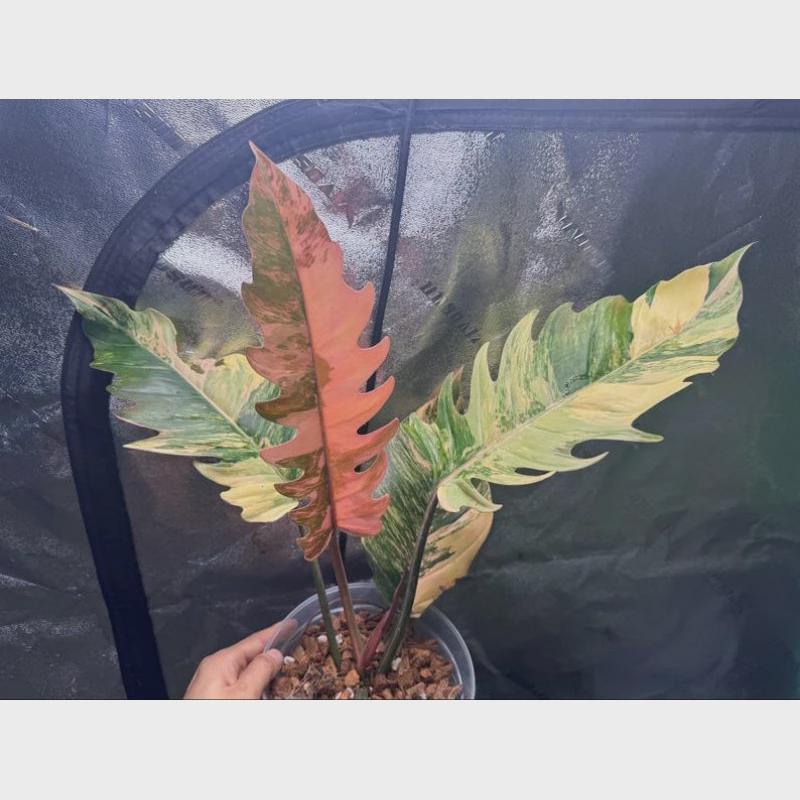 Styled display — Philodendron Caramel Marble Cutting | Cacti Nest