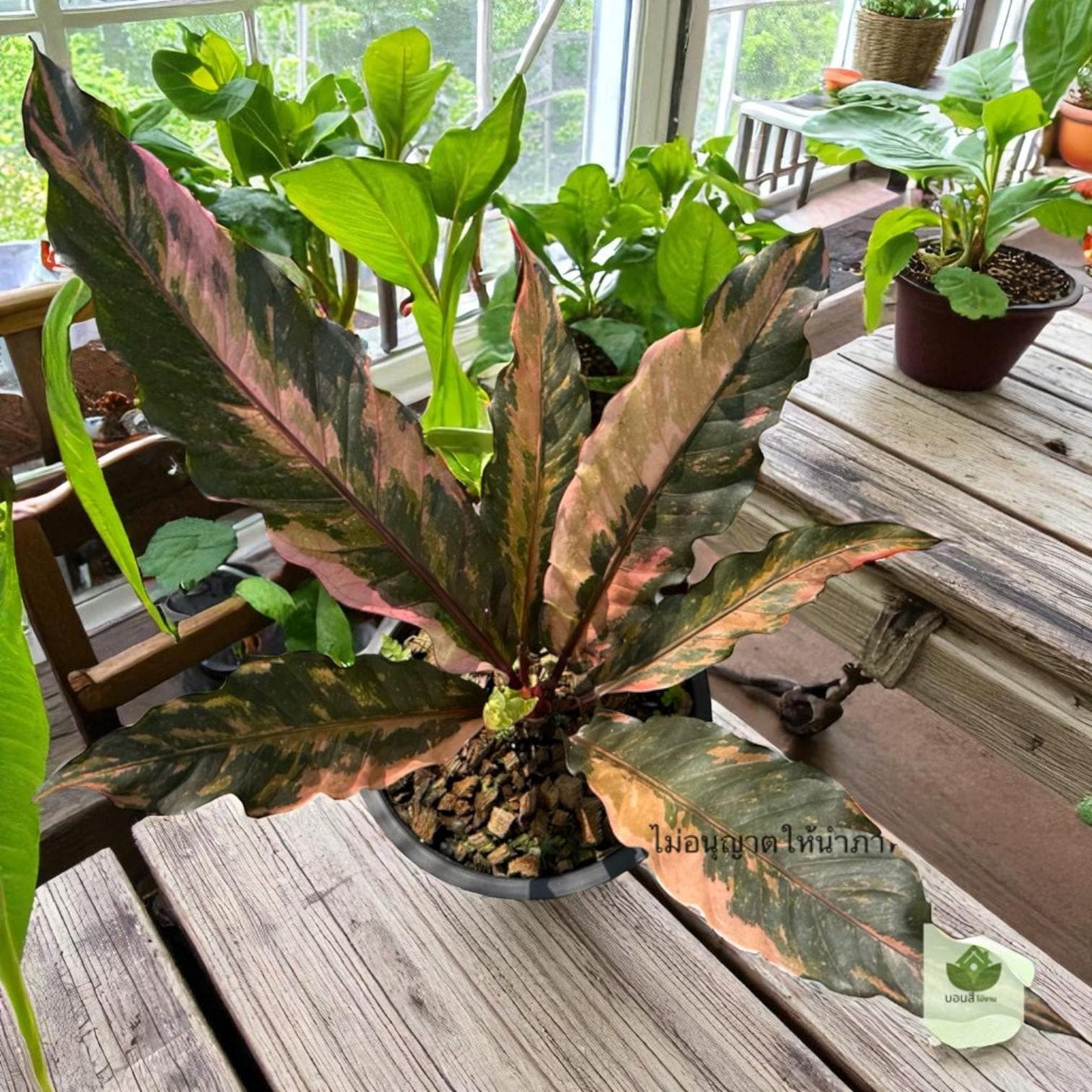 variegated lucky bamboo