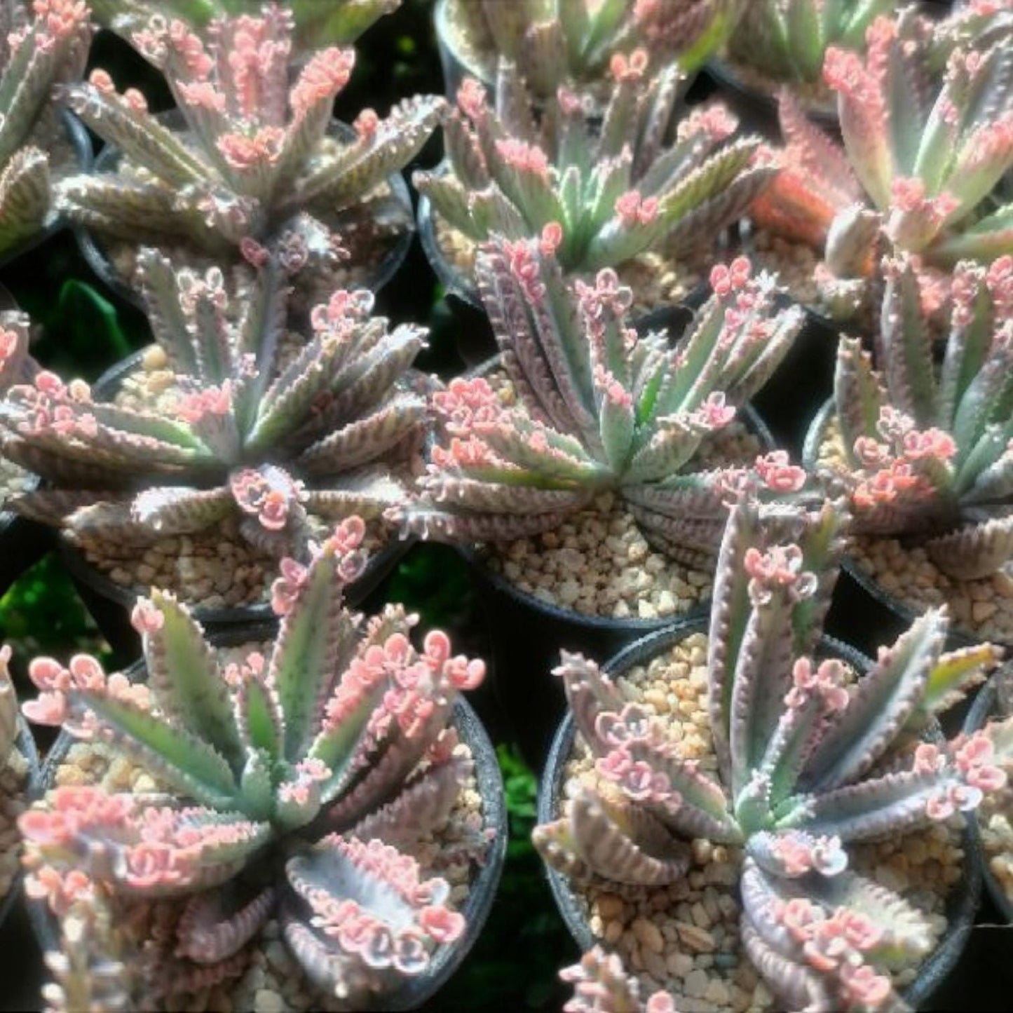 Pink Butterfly Succulent, Unique Leaf Pattern, Easy Care Houseplant