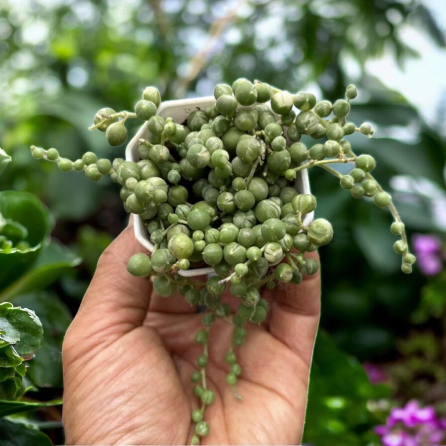 String of Pearls Succulent, Trailing Green Bead Vine, Easy Care Houseplant