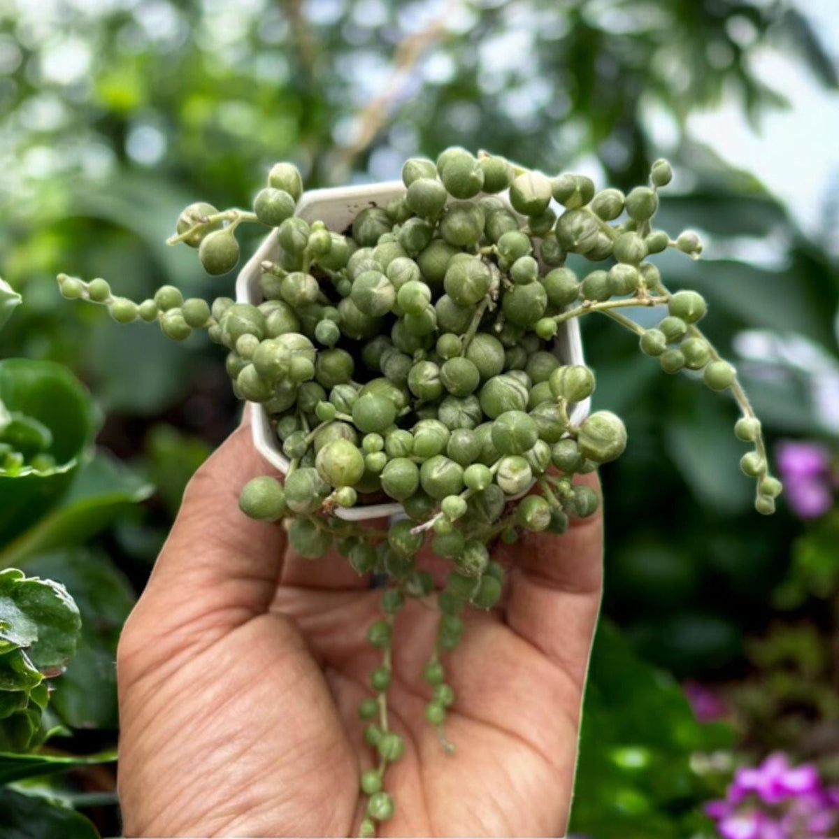 Styled display — String of Pearls Succulent | Cacti Nest