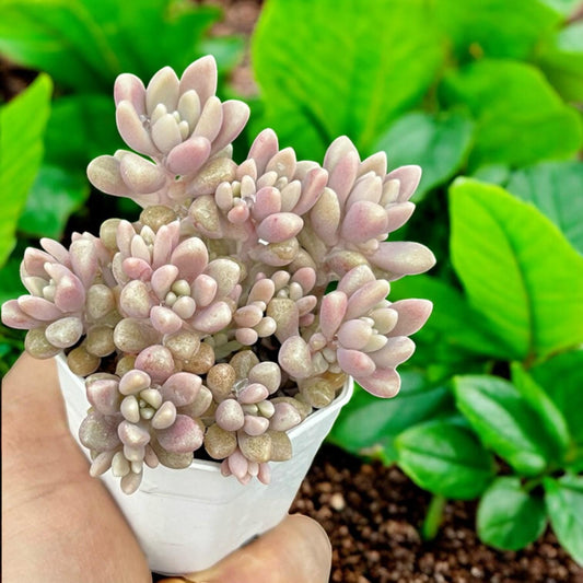 Close-up detail — Pastel Rosette Succulent Plant | Cacti Nest