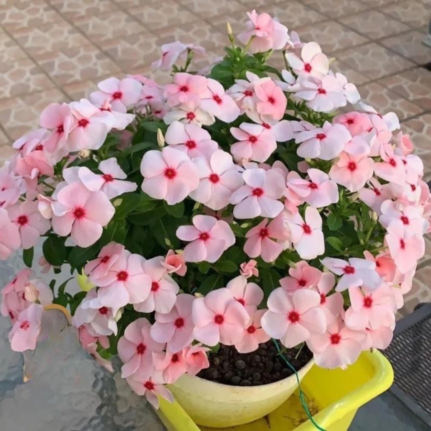 100 Mixed Periwinkle Seeds, Easy Grow Flower Seeds for Indoor and Outdoor Gardens, Patio Pots, DIY Planting, Small Garden Starter Pack