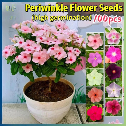 100 Mixed Periwinkle Seeds, Easy Grow Flower Seeds for Indoor and Outdoor Gardens, Patio Pots, DIY Planting, Small Garden Starter Pack