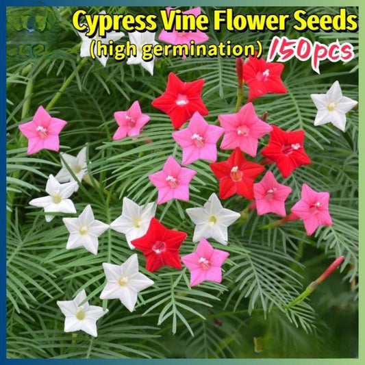 150 Mixed Cypress Vine Flower Seeds, Easy Grow Climbing Flower Seeds for Indoor or Outdoor Garden, Patio Planter or Balcony Planting