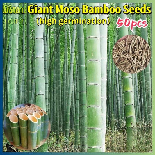 50 Moso Bamboo Seeds, Easy Grow Indoor or Outdoor Bamboo, Mini Bamboo Starter Pack for Garden, Patio, or Container Planting