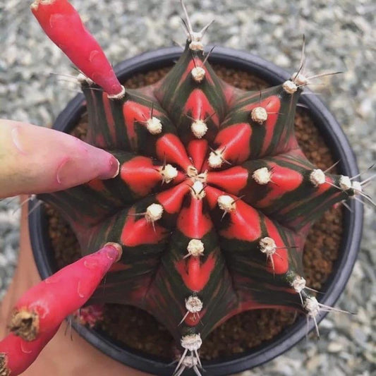Alternate Angle of Color Cactus Seeds, Variegated Style Indoor Succulent Garden Starter, Easy Grow Seed Pack for Pots or Planters, Fun Gift for Plant Lovers, highlighting its cactus look and listing presentation
