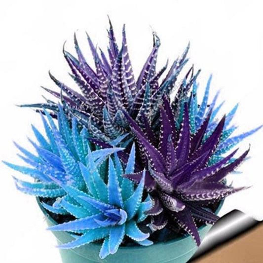 100pcs Colorful Cactus Seeds, Mixed Blossom Cactus Seeds, Rainbow Succulent Seeds, Easy Growing Indoor Garden Decor