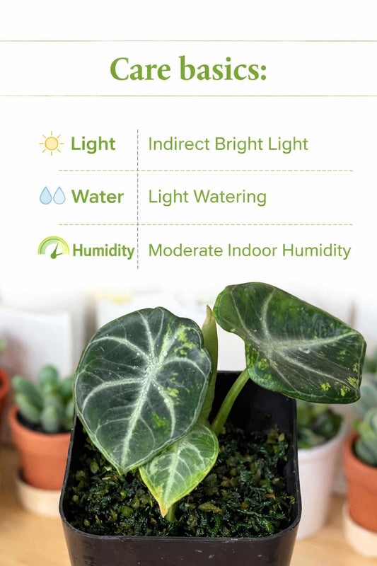 Alternate Angle of Black Satin Pink Leaf Plant Starter, Live Rooted Indoor Plant, Easy Care Variegated Houseplant, Unique Home Decor Gift, Corm Bulb, highlighting its houseplant look and listing presentation