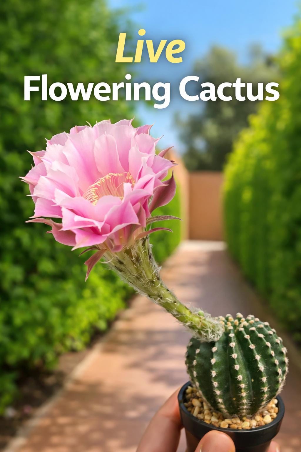 Detail view — Live Flowering Cactus Plant | Cacti Nest