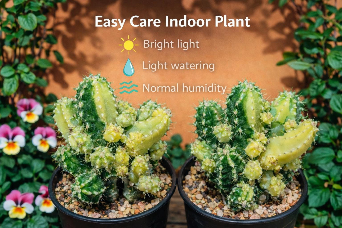 Overhead view — Set of 2 Variegated Angel Style Succulents | Cacti Nest