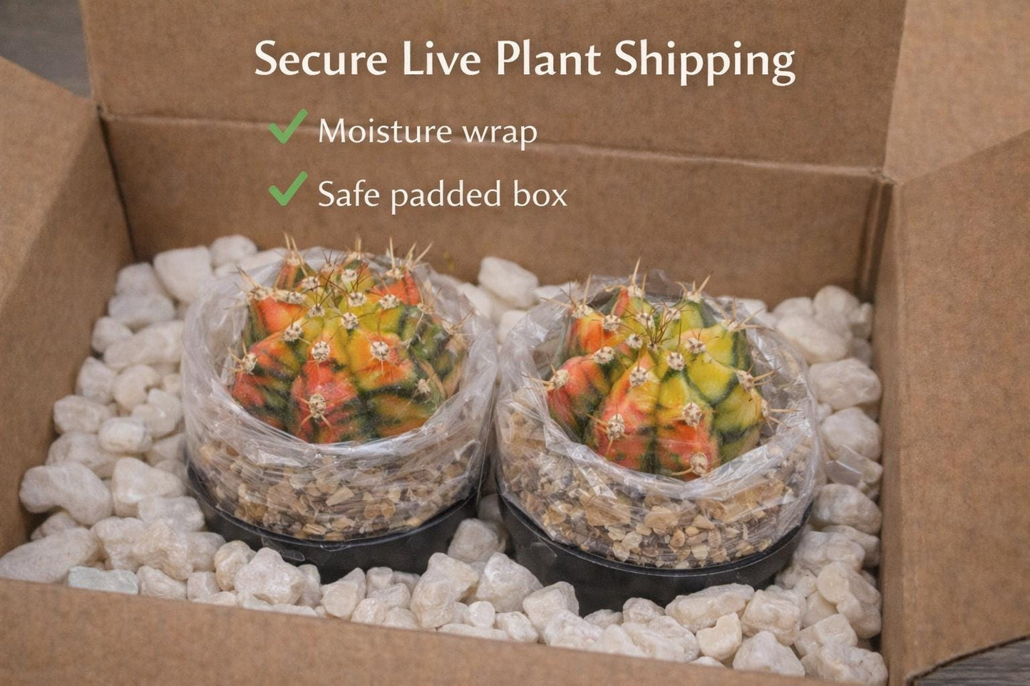 Packaging view — Multicolor Cactus Plants | Cacti Nest