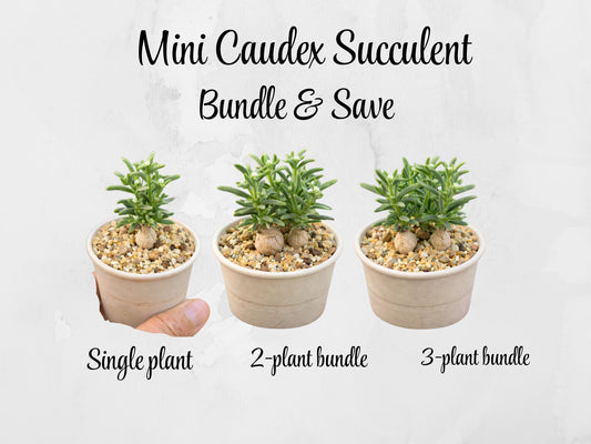Alternate angle — Mini Caudex Succulent Plant | Cacti Nest