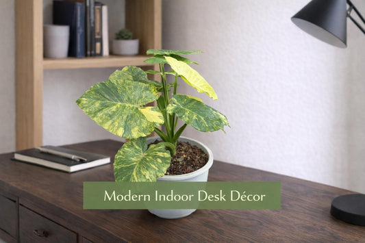 Alternate Angle of Melo Starter Bulb Indoor Plant, Live Houseplant Corm, Easy Care Tropical Desk Plant, Grow Your Own Indoor Greenery, highlighting its plant look and listing presentation
