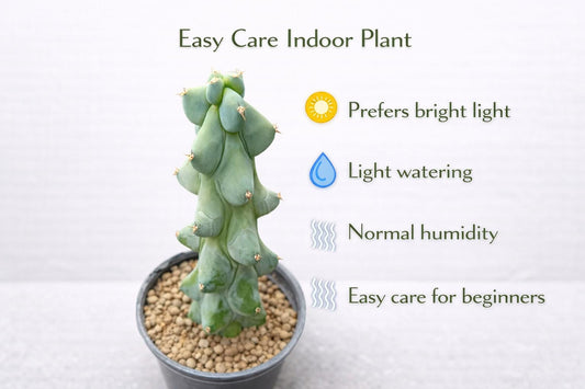 Alternate Angle of Milkweed Cactus Indoor Succulent, Textured Easy Care Houseplant, Mini Potted Desk Plant, Modern Home Décor Gift, highlighting its cactus look and listing presentation