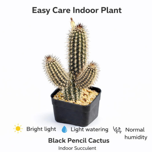 Alternate Angle of Black Pencil Cactus Indoor Succulent, Easy Care Flowering Cactus, Mini Desk Plant, Unique Houseplant Gift, highlighting its cactus look and listing presentation