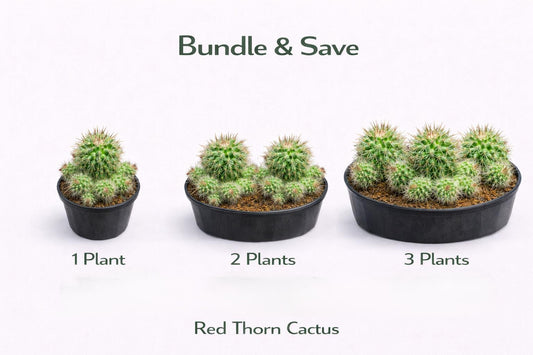 Alternate Angle of Red Thorn Cactus Live Plant, Unique Indoor Succulent, Easy Care Desert Houseplant, Small Potted Cactus Gift, highlighting its cactus look and listing presentation