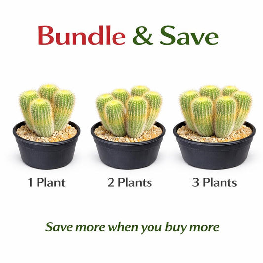 Alternate Angle of Golden Ball Cactus Indoor Plant, Mini Desert Succulent, Easy Care Houseplant, Small Potted Cactus, Desk Decor, Plant Lover Gift, highlighting its cactus look and listing presentation