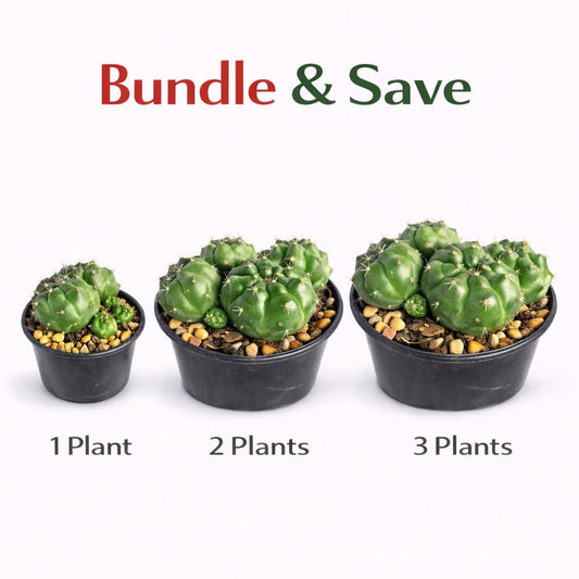 Alternate Angle of Chin Cactus Cluster Live Plant, Mini Indoor Succulent, Easy Care Desk Plant, Small Potted Cactus Gift, Cute Houseplant Decor, highlighting its cactus look and listing presentation