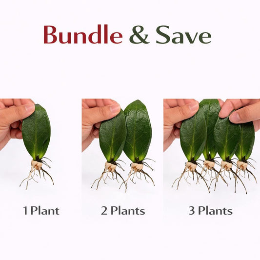 Alternate Angle of ZZ Plant Cutting Rooted Stem, Easy Care Indoor Houseplant Starter, Live Rooted Leaf Cutting, Beginner Friendly Desk Plant Gift, highlighting its zz plant look and listing presentation