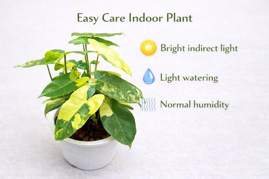 Alternate Angle of Burle Marx Flame Plant Cutting, Live Rooted Indoor Houseplant, Easy Care Tropical Desk Plant, Green Home Decor Gift, highlighting its plant look and listing presentation