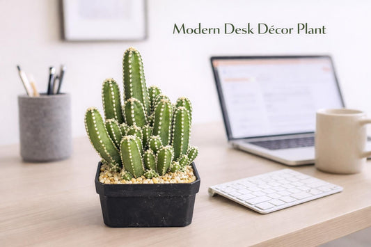 Alternate Angle of Fairy Castle Mini Cactus Plant, Easy Care Indoor Succulent, Small Potted Desk Plant, Unique Home Decor Gift, highlighting its cactus look and listing presentation