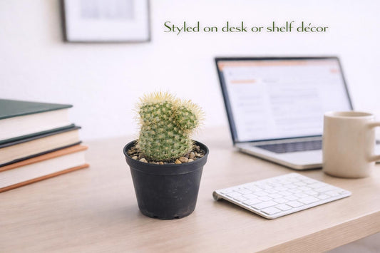 Alternate Angle of Mini Clumping Desert Cactus Plant, Easy Care Indoor Succulent, Small Potted Cactus for Desk Décor, Beginner Friendly Houseplant Gift, highlighting its cactus look and listing presentation